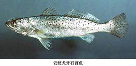 犬牙石首魚屬 犬牙石首魚屬