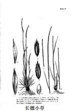 長穗小草 長穗小草