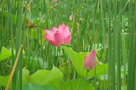 居士入寺規矩禮儀 居士入寺規矩禮儀