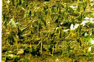 （圖）梨火疫病菌