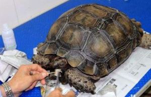 龜爛甲病 龜爛甲病