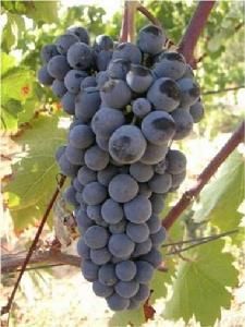 阿吉歐吉提可 阿吉歐吉提可