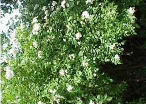 毛葉彎刺薔薇(變種)