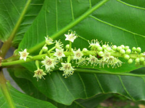 銀葉訶子 銀葉訶子