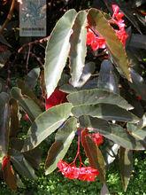 紫葉秋海棠[植物]