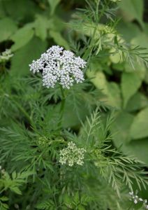 牻牛兒苗科 尼泊爾老鸛草
