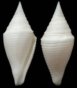 貝婭特麗克絲芋螺 貝婭特麗克絲芋螺