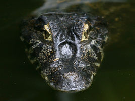 巴拉圭凱門鱷 巴拉圭凱門鱷