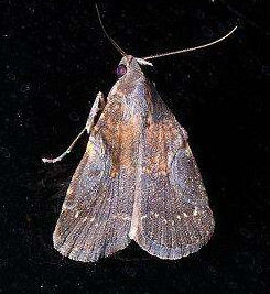 暗翅夜蛾 暗翅夜蛾