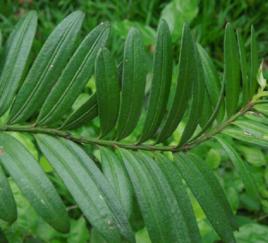 穗花杉葉 穗花杉葉