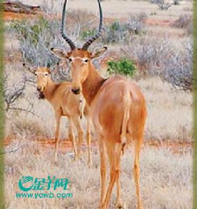 亨氏羚羊 亨氏羚羊