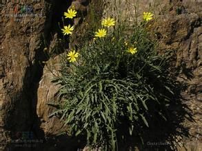 彎莖還陽參 彎莖還陽參