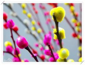 三蕊柳組 三蕊柳組