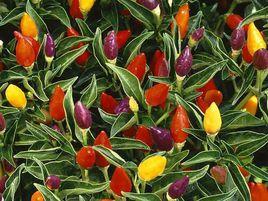 觀果花卉 觀果花卉