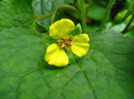 紅毛葉馬蹄香根 紅毛葉馬蹄香根
