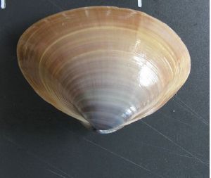 中國蛤蜊 中國蛤蜊