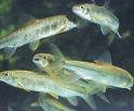 布氏似青鱗魚