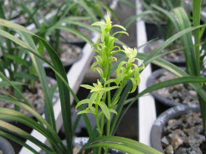 翠玉牡丹 翠玉牡丹