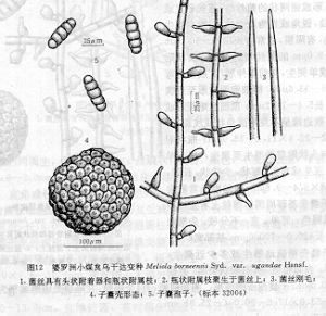 婆羅洲小煤炱烏干達變種