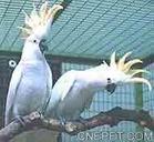 大葵花鸚鵡 大葵花鸚鵡