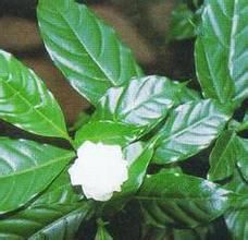 狗牙花屬 狗牙花屬