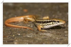 股鱗蜒蜥 股鱗蜒蜥