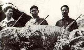 韓國首支赴朝特工隊 韓國首支赴朝特工隊