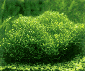 迷你鹿角苔 迷你鹿角苔