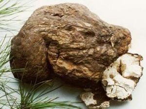 調脾養榮湯 調脾養榮湯