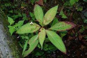 輻射鳳仙花 輻射鳳仙花