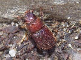 大幹小蠹 大幹小蠹