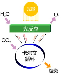 光合作用分解水釋放出O2並將CO2轉化成糖類