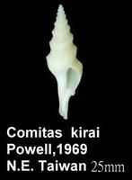 吉良卷管螺 吉良卷管螺