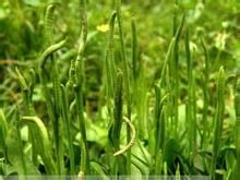 尖頭瓶爾小草 尖頭瓶爾小草