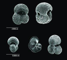 古溫度曲線 古溫度曲線