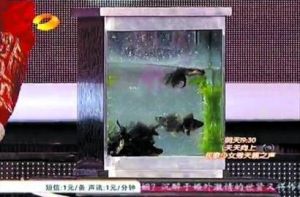 元宵喜樂會直播，金魚魚缸，一隻黑色金魚浮在水面上