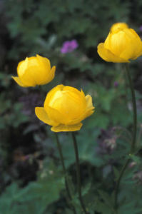 金蓮花族 金蓮花族