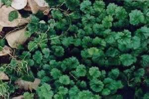 紫萼老鸛草 紫萼老鸛草