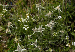 狹葉長葉火絨草 狹葉長葉火絨草