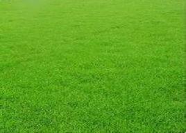 絨毛剪股穎 絨毛剪股穎