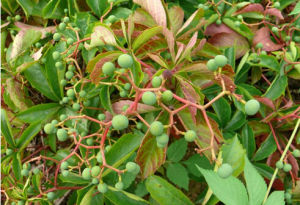 爬山虎屬 爬山虎屬