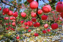 黃龍[陝西省延安市縣名]