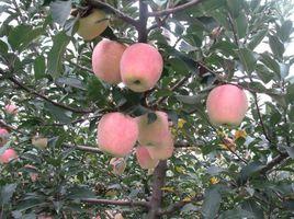 未來1號 未來1號