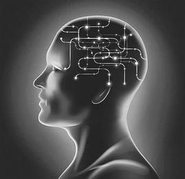 眶額葉皮層 眶額葉皮層