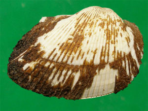 印度毛蚶 印度毛蚶