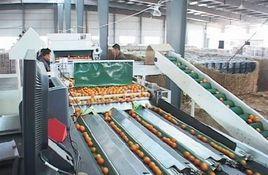 主食品工業化 主食品工業化