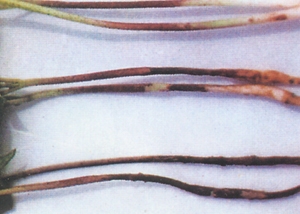 （圖）棉根腐病菌症狀