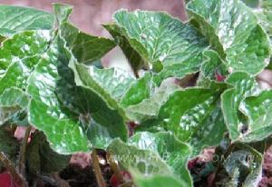 華細辛[華細辛]