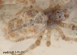 雙肩渦蛛 雙肩渦蛛