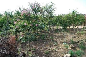 官里一村 官里一村